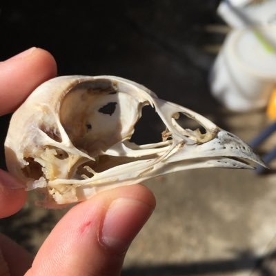 Bloodpython1234's profile picture. 標本作成垢 生首、目玉、鼻、骨を載っけます。