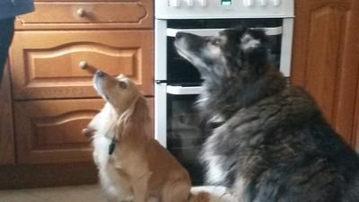 SharonB43856251's profile picture. teacher. gardener, doggie walker and lover of all kinds of music