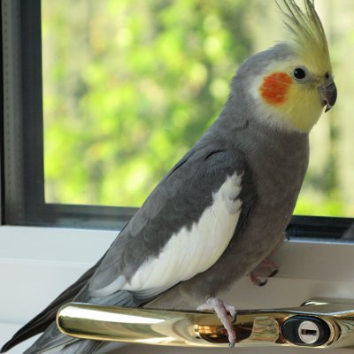 I loved to sit on my Mommys shoulder and sing to her.
Hatched 27/Oct/2005,
Flew to the Rainbow Bridge to wait for mom & dad 18/Oct/2022