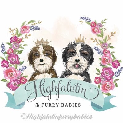 Breeder of Bernedoodles located in Florida, hand delivery available world-wide! Follow to get your puppy fix and watch our adorable babies grow!