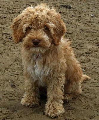 enjoying life in lovely Lancs with husband Pete and Archie the cockapoo. fast reader. slow runner. big eater.