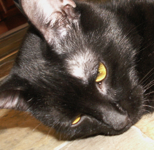 MrRipRip's profile picture. I have 23 toes. Live with two HOOMANS and graycat. also a dog. do not like dog.