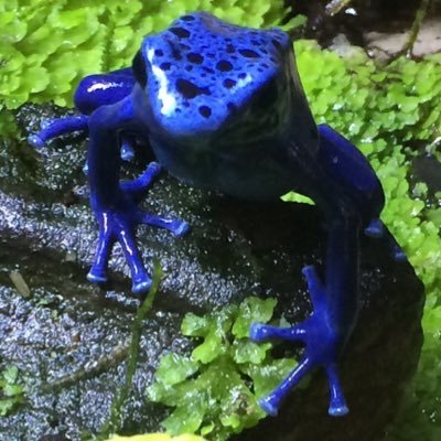 TheRealClydeFrg's profile picture. 