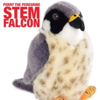 Perry the Peregrine (@stemfalcon) 's Twitter Profile Photo Perry the Peregrine (@stemfalcon) 's Twitter Profile Photo