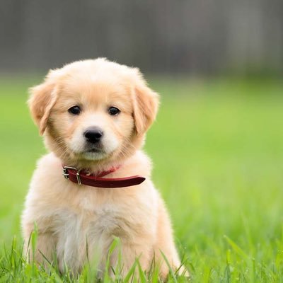 Follow because cute pups make everyone's day better