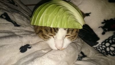 nekowanklove's profile picture. 犬 一匹 猫5匹います(^O^)みんな可愛い孫です(^O^)(笑)2016年 8月に16年一緒にいた犬が天国に逝ってしまいました😣事情があり二代目ワンコが家族に😅ツイートに悲しい話し辛い話し見たくない画像を載せている方はブロックさせていただきますのでご了承願います
#動画画像無断転載禁止!
#猫好きさんと繋がりたい