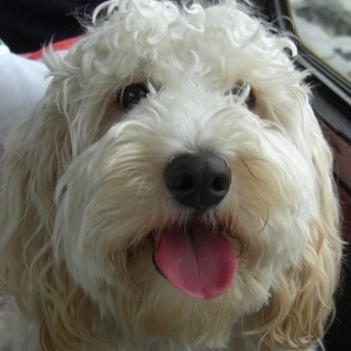 charlie_pup's profile picture. supposedly I am half cocker spaniel, half poodle (or a cockerpoo to my friends) but many say half dog half cheeky monkey