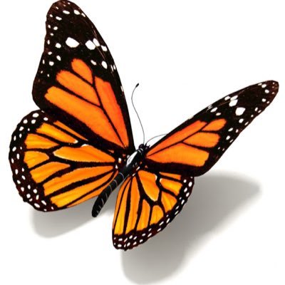 Take These Broken Wings And Learn To Fly