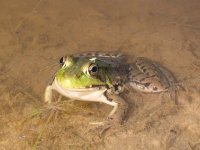 WildAcornFarm's profile picture. I am ME. I like who I am.