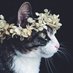cats (@catvids) Twitter profile photo cats (@catvids) Twitter profile photo