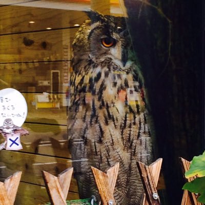 hd_hd_hoj's profile picture. 癒されたいが為に作ったアカウント、ただただかわいい動物たちを眺めていたい👀自分ではツイートしません