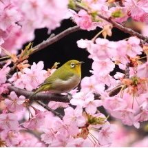 Fn08E4siro's profile picture. 