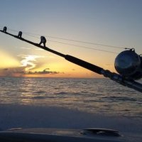 Gill Strelec jr (@chasengills) 's Twitter Profile