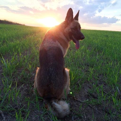 myDogsandPeople's profile picture. Dogs & People World™ - presented by a German Shepherd - was created to deliver quality dog photos and videos. The goal is to bring you some delightful moments.