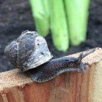 Kensal Green Fingers (@greenkensal) 's Twitter Profile Photo