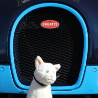 Ramses (@ramseskittycar) Twitter profile photo
