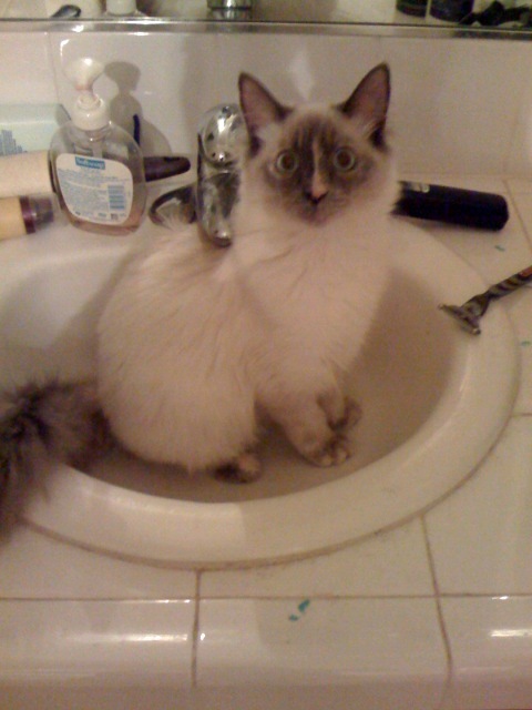 gok8go's profile picture. 