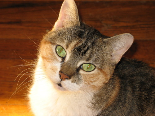 TheMomCat's profile picture. 