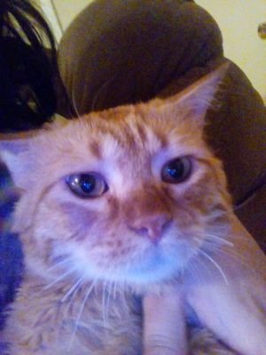 hello and meow everyone I'm happy I'm a cat the only cat of my home I have humans who I keep to give me all I want and do what I want oh and I have a dog ...