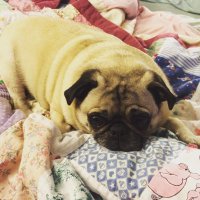 Lily Pug (@thepuglily) 's Twitter Profile