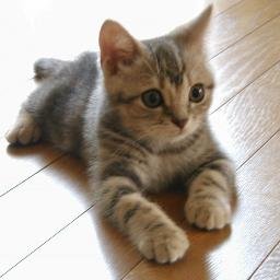 ronronrondonpa's profile picture. ろんです。自由気ままに生きてます。どうぞよろしく。