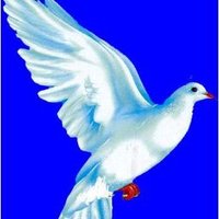 Peace Ambassadors - The Gambia(@yapeacegambia) 's Twitter Profileg