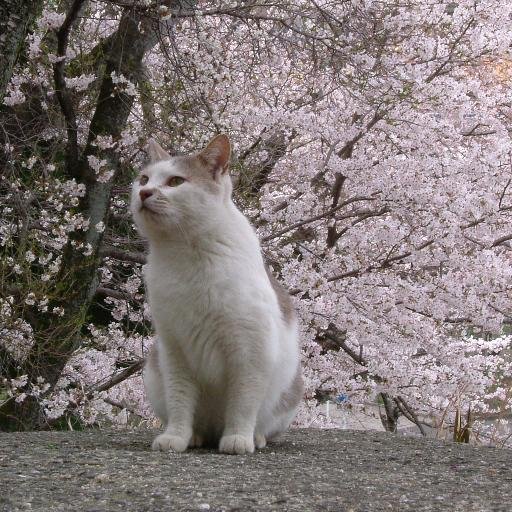 I will travel to look for Japanese cats