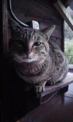 chieさんのプロフィール画像