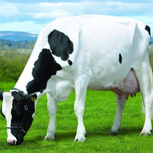 SdperryDavid's profile picture. After our milking portion dispersal Sale we have approx 60 heifers & 15 young bulls. Plan to mate 30 bulling heifers, sexed semen, will sell as they calf