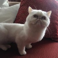 Neil Foley (@foley) 's Twitter Profile