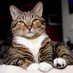 Michele Wright (@mwfurryfriends) Twitter profile photo Michele Wright (@mwfurryfriends) Twitter profile photo