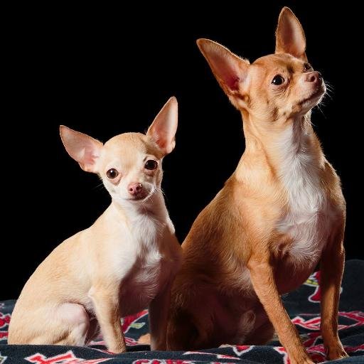 YADIandLOUIE's profile picture. We're brothers & our Mom is @DebbieDBQ.  1 of us is named after the best catcher in baseball & the other is named for the home of the #STLCards.