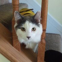 johann | audio drama librarian-in-training (@yoham_tho) 's Twitter Profile Photo