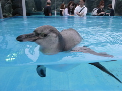 yocchi_s's profile picture. 