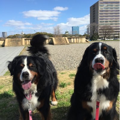 Uekimina's profile picture. ワンコ好き。旅行大好き！特にドイツ。クラシック音楽。 チェリビダッケ、ラトル、マケラ、藤田真央の演奏が好き！バーニーズマウンテンドッグのユーリーとレオンベルガーのヤーナと奥様と暮らしています。レオンのハンナは2013年9歳で、バーニーズのチェリは2018年14歳で、ミナは2020年11歳で天寿を全うしました😭