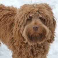 Sto&Co (@lisa_stoyak) 's Twitter Profile