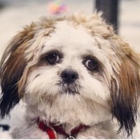 Noddy (@noddylhasaapso) 's Twitter Profile