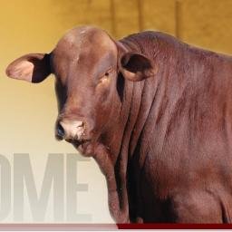 SGBInt's profile picture. Santa Gertrudis Breeders International