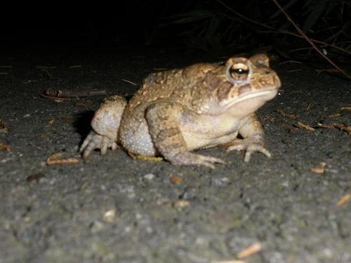 Liveblogging fieldwork: I hike in the woods and listen for frogs and toads. Look, everyone needs a hobby.