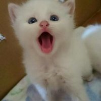 りぃ〜♪ (@happy2clover) 's Twitter Profile