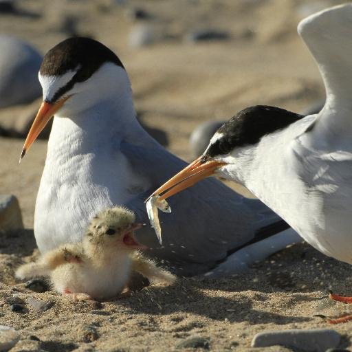 The official Twitter Page for the Gronant Little Tern colony, north Wales managed by Denbighshire Countryside Service.