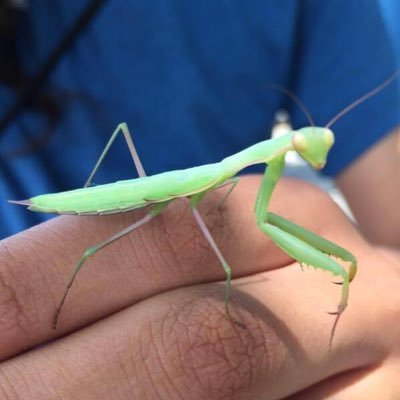 guppiesmom's profile picture. 