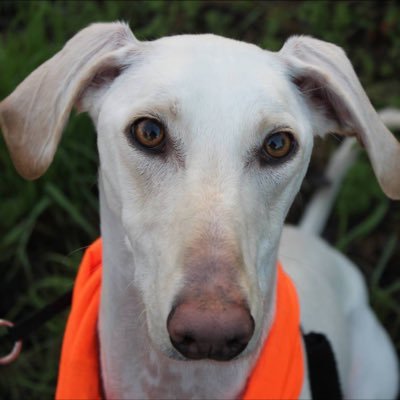 There are also Lists of Dog friendly places is available on my Facebook page. Let me know of any new places a well behaved Sydney the Saluki would be welcome?
