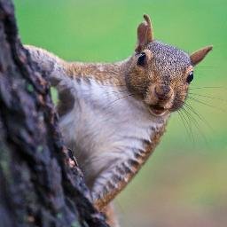 Digital Marketing Manager at https://t.co/95LHMgxJv7 | SEO Specialist | Squirrel enthusiast.