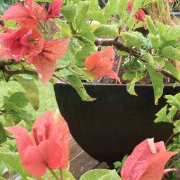 DrawingSounds01's profile picture. Brother and Sister come together to discuss their take on things.