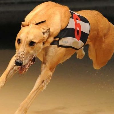 GreyhoundKings's profile picture. Just a regular punters and owners Tommy and Henry, sharing our selections and tips.
