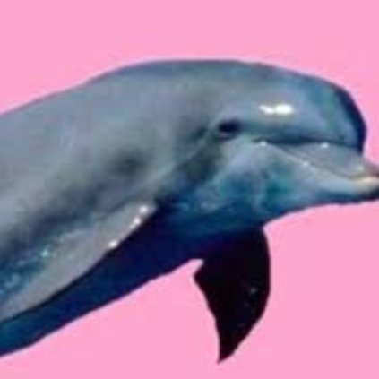 soyeldelfin Profile Picture