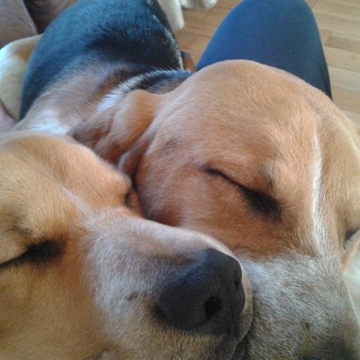 Emmummyofone's profile picture. mum to one human,one furry baby and 🌈🐶