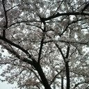 썩은마늘 (@0525_anais) Twitter