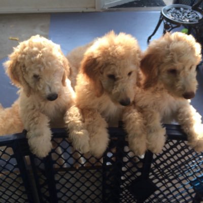 Goldendoodle Galore Puppies is a Hobby Breeder of Standard and Medium size Goldendoodle puppies. Healthy, vet certificate, UTD shots, Housebroken. 561-613-1622